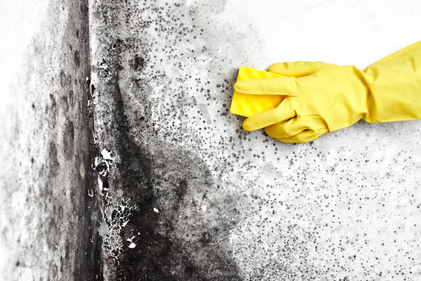 Best Fast Mold Removal  in Capac, MI