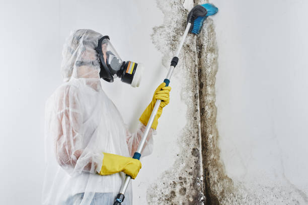 Best Mold Remediation  in Capac, MI