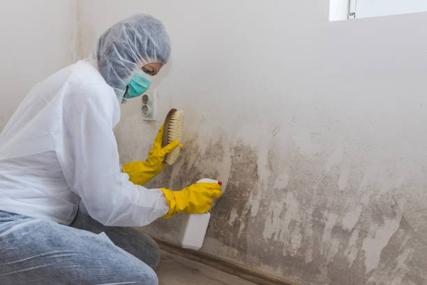 Best Crawl Space Mold Removal  in Capac, MI