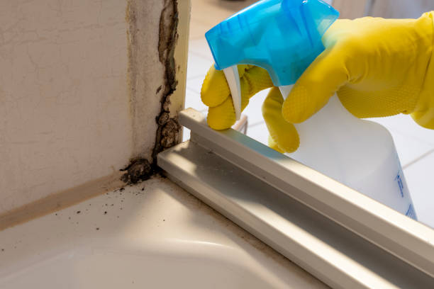 Best Local Mold Removal Service  in Capac, MI