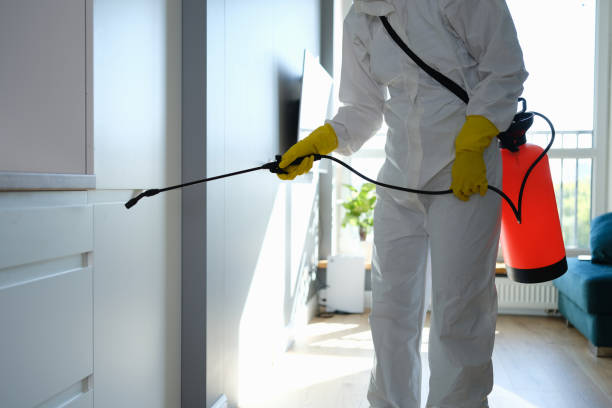 Best Affordable Mold Removal  in Capac, MI