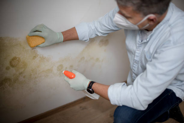 Best Residential Mold Removal  in Capac, MI