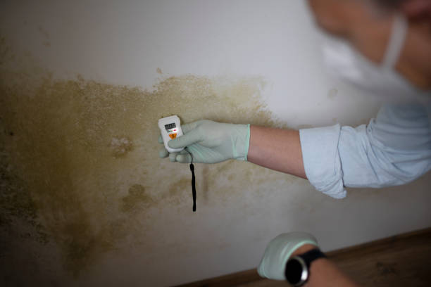 Best Toxic Mold Removal  in Capac, MI