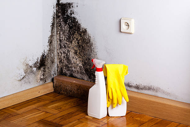 Best Attic Mold Removal  in Capac, MI