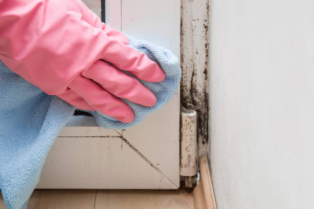 Best Certified Mold Removal  in Capac, MI