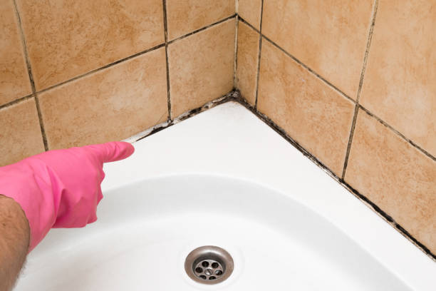 Best Residential Mold Removal  in Capac, MI